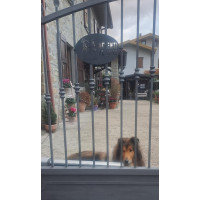 Targa Targhetta Cartello "ATTENTI AL CANE" in ferro . Disegno Laser Bulldog Inglese . 1750 