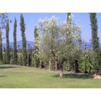 LAMPIONE . LANTERNA in Ferro Battuto . Realizzazioni Personalizzate . Cod. 1551